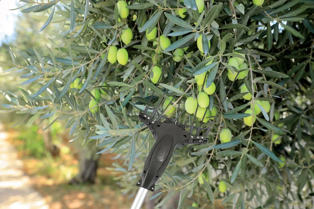 Scuotitore Olive Volpi Super Power XL con Asta Telescopica 2,4–3,6 m - Image 2