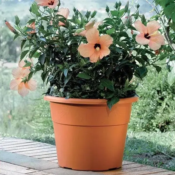 Vaso hedera diverse misure